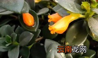 金鱼兰怎么养才能爆盆呢 金鱼兰怎么养才能爆盆