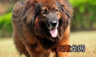 世界上最贵的狗 分别是多少钱