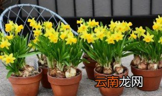 冬天怎么才能养好水仙，冬天怎么才能养好水仙盆景