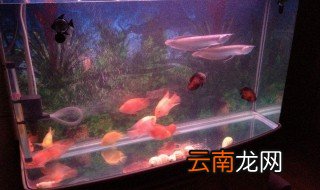 自制鱼缸过滤器 自制鱼缸过滤器介绍