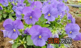 角堇怎么才能养爆盆，盆栽角堇的养殖方法
