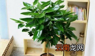 平安树冬天怎么养才能活起来 平安树冬天怎么养才能活