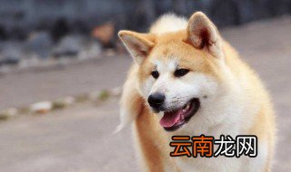 秋田犬性格 秋田犬指什么