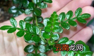 清香木怎么养才能过冬天和夏天 清香木怎么养才能过冬天