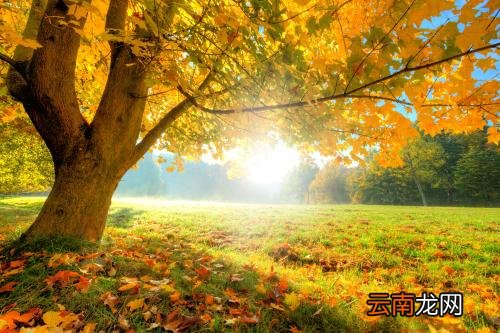 梧桐树的特点