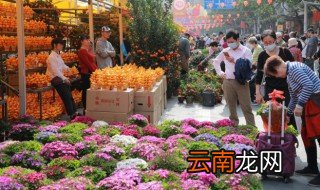 冬天怎么养长寿花才能活，冬天怎么养长寿花才能活长