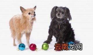 宠物小知识 宠物小知识有什么