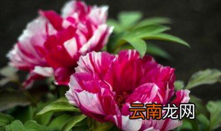 牡丹盆栽冬季养护方法 盆栽牡丹冬天怎么养护