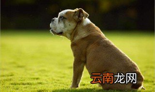 宠物个性名字 分别都有哪些