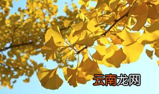 民间辟邪的五种树枝 什么树枝可以辟邪转运