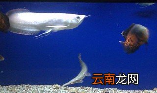 死过鱼的鱼缸怎么消毒 分别都有什么不同的方法