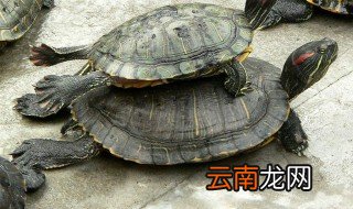 乌龟的种类 乌龟的种类有哪些