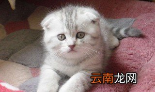 宠物猫品种 宠物猫品种介绍