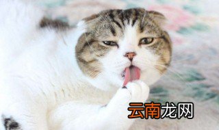 猫猫怎么看性格 如何看性格