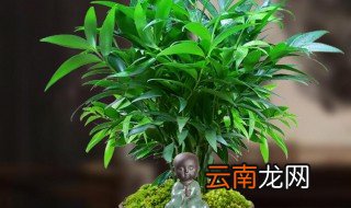长寿竹怎么养才能旺盛，长寿竹怎么养才能旺盛好