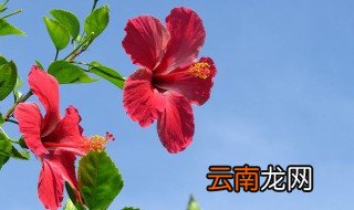 朱槿怎么养才能旺盛开花 朱槿怎么养才能旺盛
