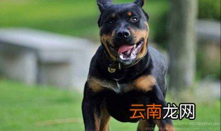 十大聪明犬排名 十大聪明犬排名是什么
