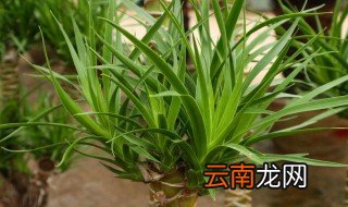 龙血树怎么养才能爆盆快 龙血树怎么养才能爆盆