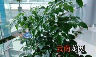 富贵树怎么养才能更旺盛视频 富贵树怎么养才能更旺盛
