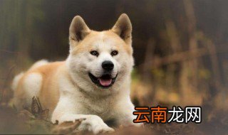 宠物狗的品种 宠物狗的品种有什么举例