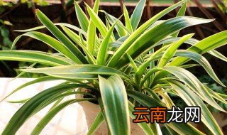 吊兰秋季怎么养才能爆盆 吊兰秋季怎么养才能爆盆呢