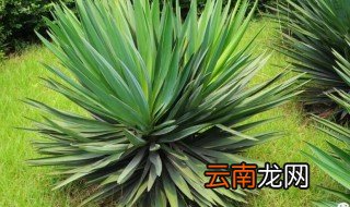 剑麻怎么养才能更旺盛 剑麻怎样种植