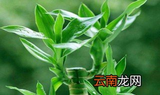 富贵猪怎么养才能旺盛 富贵猪怎么养才能旺盛呢