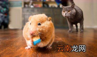 被耗子咬出血了该怎么办 怎么解决呢
