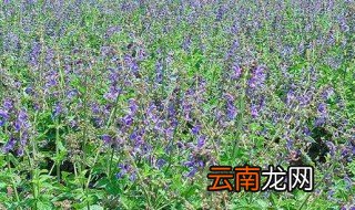 种植黄芩什么地方适合 黄芩种植季节和方法