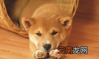 小狗喝葡萄糖有什么作用 小狗喝葡萄糖的作用
