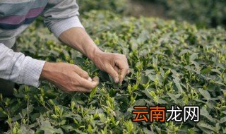 红茶的种植条件 红茶适合什么地方种植