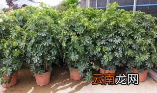 摇钱树要怎么养才能爆盆 摇钱树要怎么养才能爆盆快