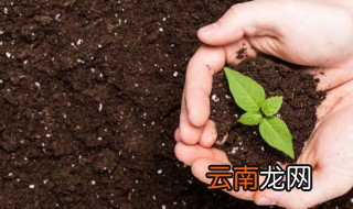 三七适合在什么地方种植植物 三七适合在什么地方种植