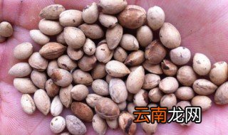 怎么保存樱桃种子 保存樱桃种子的方法