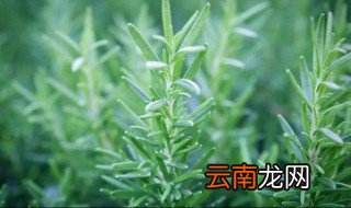 迷迭香该怎么保存 迷迭香的保存方法