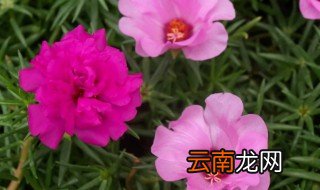 马齿菜花怎么养才能爆盆，马齿苋盆栽怎么养