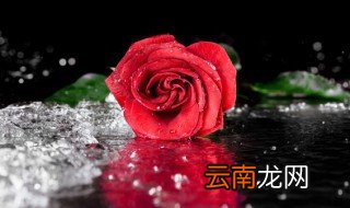 玫瑰怎么养才能爆盆快 玫瑰怎么养才能爆盆快点