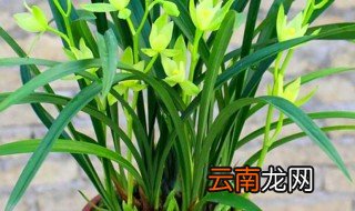 兰花在冬天怎么养 兰花冬天怎么养才能养活