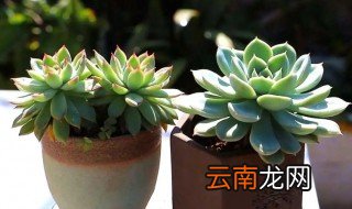 多肉到冬天怎么养 多肉冬天怎么养才能养活