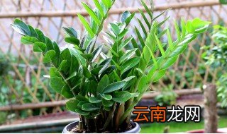 金钱树冬天怎么养才能安全过冬 金钱树冬天怎么养才能长高