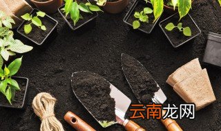 雪柳什么季节种植 雪柳适合什么地方种植