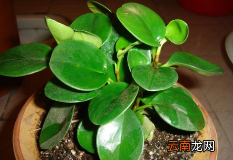 豆瓣绿喜阴还是喜阳-怎样的生长环境才能使豆瓣绿长的旺盛