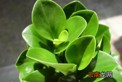 豆瓣绿喜阴还是喜阳-怎样的生长环境才能使豆瓣绿长的旺盛
