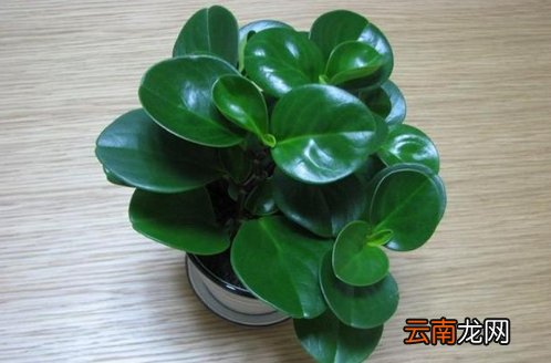 豆瓣绿喜阴还是喜阳-怎样的生长环境才能使豆瓣绿长的旺盛
