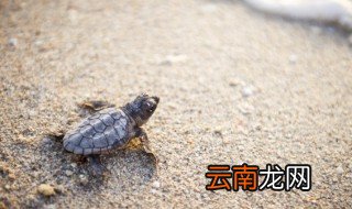办公室放乌龟风水学 办公室放乌龟有什么讲究