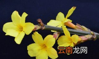 冬天有哪些植物在室外，冬天有哪些植物在室外活动