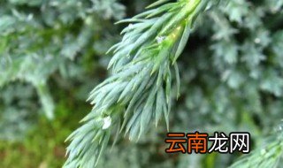 室外的绿色植物有哪些 室外常绿植物有哪些