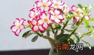 室内耐旱盆栽植物有哪些,室内耐旱盆栽植物有哪些种