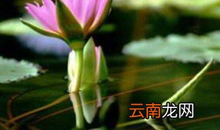 莲子怎么种 种植莲子的方法