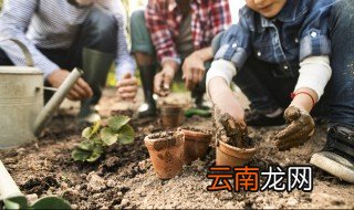 清香木适合什么季节种植 移栽清香木最好的季节